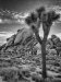 Advanced Projected ~ David Blass ~ Joshua Tree NP Scene