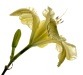 Diane Sanders ~ Lemon Lily