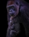 David Terao ~ Gorilla and Infant