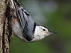 Elise Shurie ~ White-breasted Nuthatch