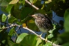 Charlie Farmer ~ Heron Chick 3