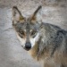 Beth Koller ~ Lobo Mexican Wolf